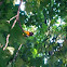 Baltimore Oriole