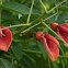 Erythrina crista-galli