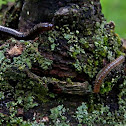 Brown Millipede