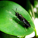 Black Soldier Fly