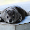 Hyrax, Bush Hyrax