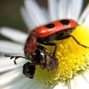 Four-spotted Checkered Beetle