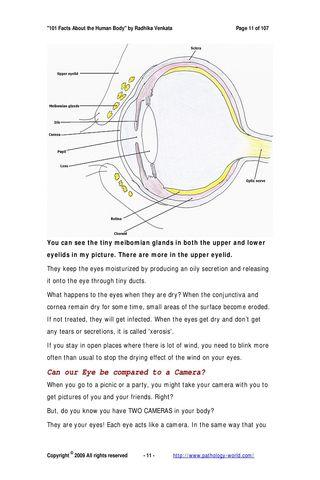 101 Facts - the Human Body Pv