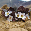 Alpine Spring Beauty