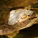 American Alligator