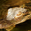 American Alligator