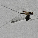 Mayfly