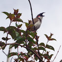 Red-whiskered Bulbul