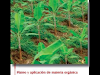 Manuales Cultivo De Platano