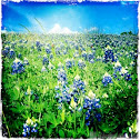 Texas Bluebonnet