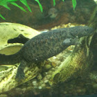 Spanish (Sharp) Ribbed Newt
