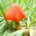 Witch's hat