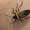 Bordered Plant Bug