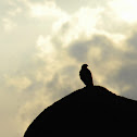 Red-tailed Hawk