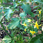 Tomato blossoms