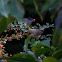 Blackcap