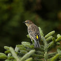 Yellow-rumped Warbler