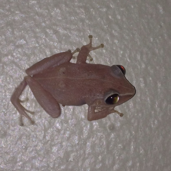 Spotting Image 1
