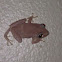 Coqui