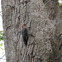 Red-bellied Woodpecker