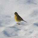 Yellowhammer