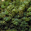 Sea Grapes