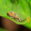 Asian Jewel Bug Nymph