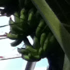 Plantains