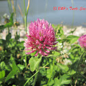 Red Clover