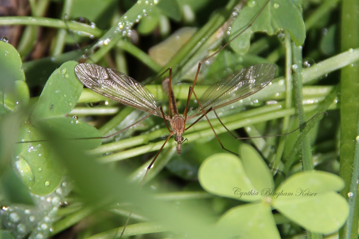 Crane Fly