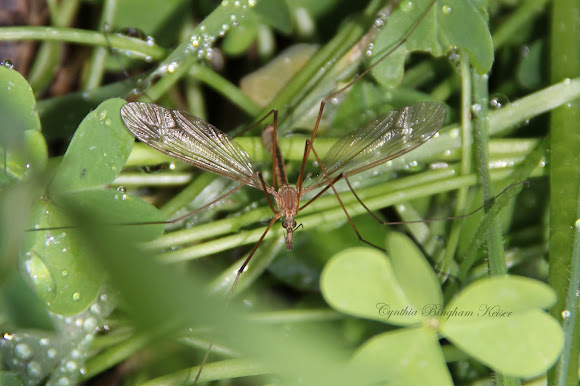 Spotting Image 1