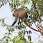 Red tailed monkey