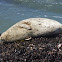 Harbor Seal
