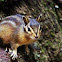 chipmunk