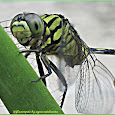 Odonata in the Philippines