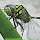 Odonata in the Philippines