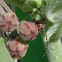 Red Milkweed Beetle