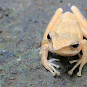 Borneo eared frog
