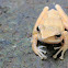 Borneo eared frog