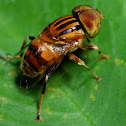 Native Drone Fly
