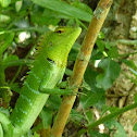 Green Forest Lizard