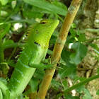 Green Forest Lizard