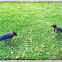 Western Scrub jay