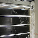 Spider Web