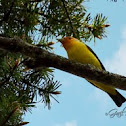 Western Tanager