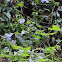 uncertain butterfly