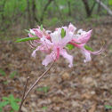 Pinxterbloom Azalea