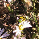 Spotted cucumber beetle
