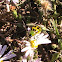 Spotted cucumber beetle