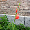 Gladiolus 